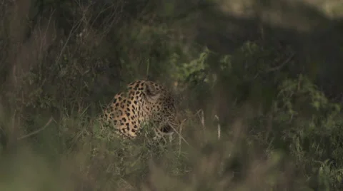 Leopard in a bush Stock Footage 33537449