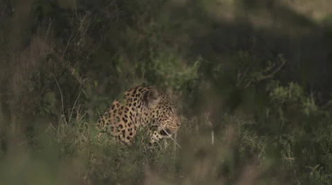Leopard in a bush Stock Footage 33537656