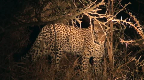 Leopard in the bush at night. Stock Footage 66581636