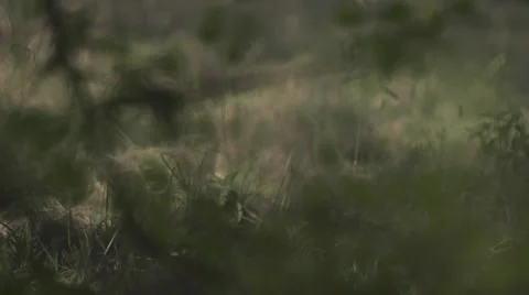 Leopard in a bush, pan Stock Footage 33538025