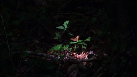 Leopard butterfly standing on green leaf. Close up shot. Stock Footage 115095711