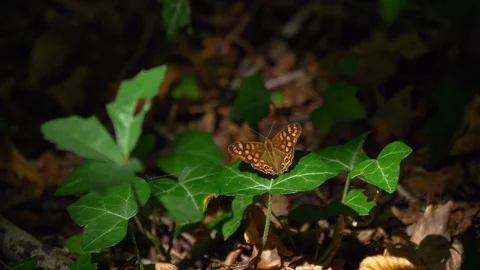 Leopard butterfly standing on green leaf and closeing wings. Macro shot. Video stock 115095982