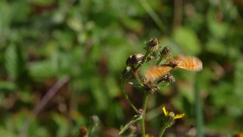 Leopard butterfly trapped on flower, flapping wings trying to fly. slow motion Stock Footage 114686307