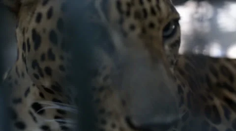Leopard in a cage Stock Footage 36608277