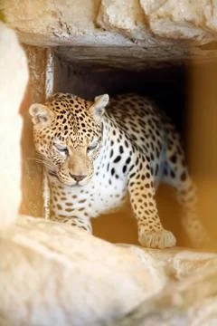 Leopard in the cage Stock Photos