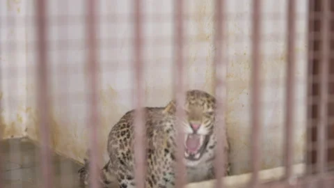 Leopard in cage roaring. Stock-Footage 207012750
