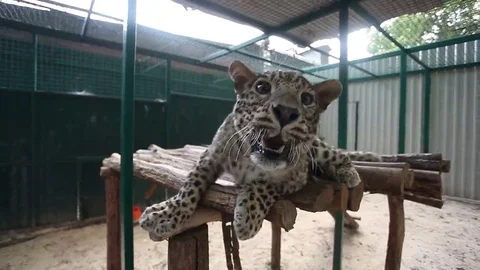 Leopard in the cage in the zoo Stock Footage 69137738
