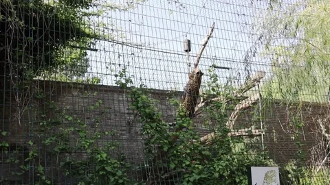 Leopard in a cage at the zoo jumping on a tree. Stock Footage 306485093