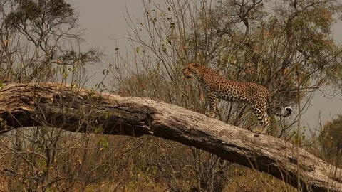 Leopard calling out atop log Stock Footage 119273038