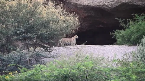 Leopard calling out to its cubs in Jawai national park Stock Footage 289843221