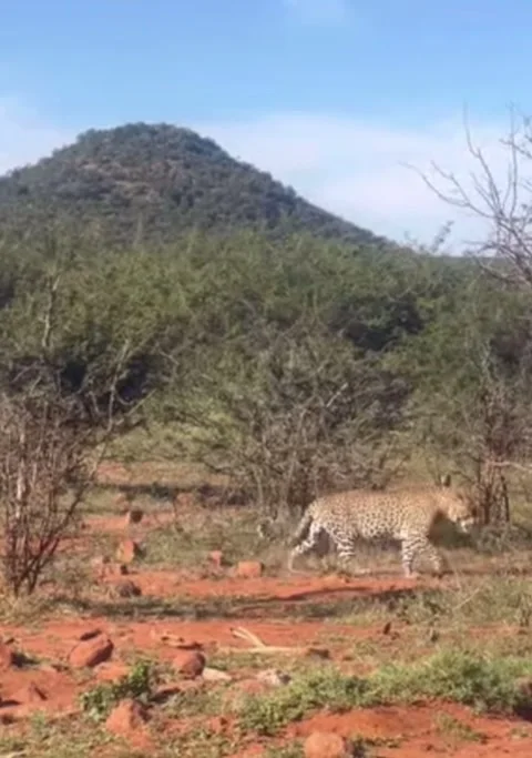 Leopard Calmly Strolling Through the Bush – Graceful Movement Stock Footage 308387841