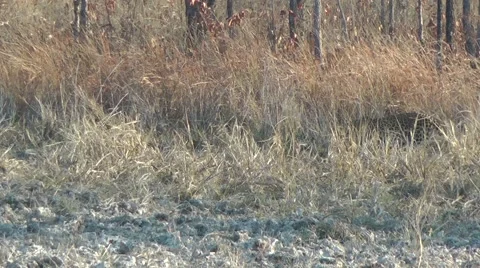 Leopard, Cambodia 動画素材 64856578