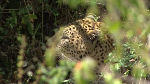 LEOPARD CAMOUFLAGE Video stock 22558281