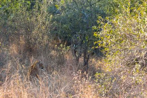 Leopard camouflaged in long grass Stock Photos