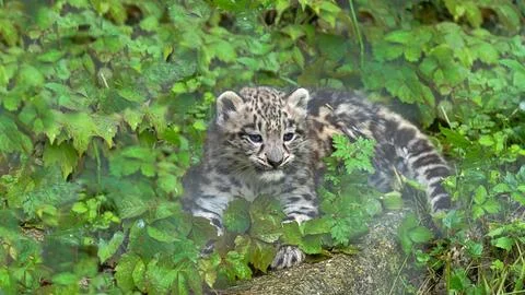 Leopard Camouflaged in Undergrowth Stock Photos