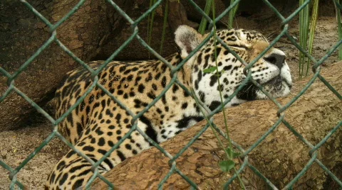 Leopard in Captivity Stock Footage 518446