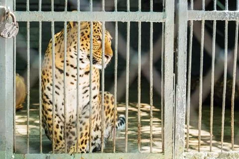 A leopard in captivity, life in a cage, koncepcia the protection of animals Stock Photos
