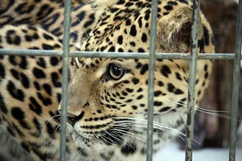 Leopard in captivity Stock Photos