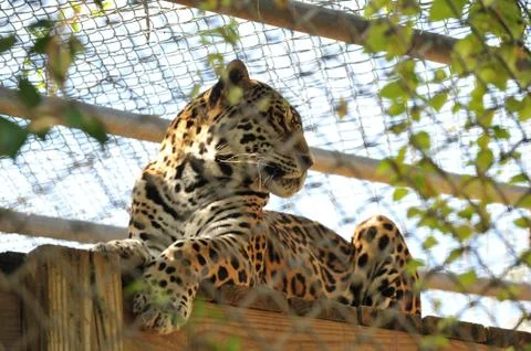 Leopard in captivity Stock Photos
