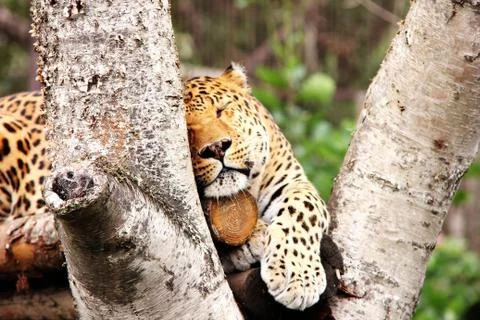 A leopard in captivity. sleeping leopard. Big spotted cat. Stock Photos