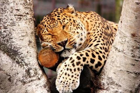 A leopard in captivity. sleeping leopard. Big spotted cat. Stock Photos