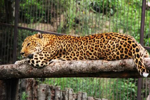 A leopard in captivity. sleeping leopard. Stock Photos