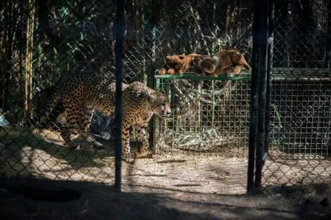 A Leopard in Captivity with a stuffed animal Stock Photos