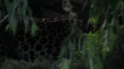 Leopard in Captivity at Zoo Video stock 11149773