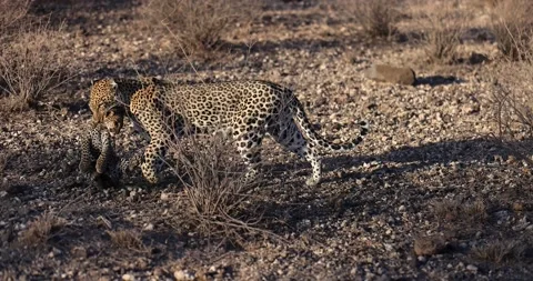 A leopard carries a baby leopard in its mouth in Kenya Stock Footage 224939691