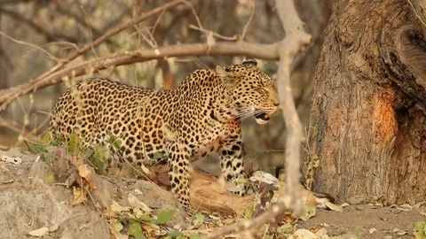 Leopard carries impala carcass up into tree Stock Footage 119274031