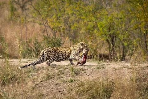A leopard carries its prey, a hare along an embankment on its way to its lair. Stock Photos