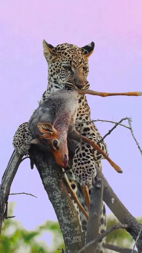 Leopard carries its prey to a tree branch Vídeo Stock 321750743