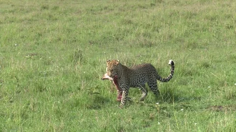 LEOPARD CARRIES JACKAL HEAD Video stock 74719660