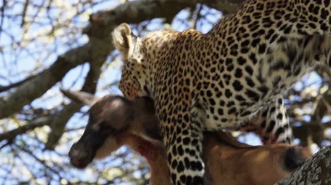 LEOPARD CARRIES KILL IN TREE 動画素材 48474480