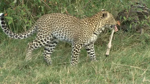 LEOPARD CARRIES LEG BONE Video stock 14541099