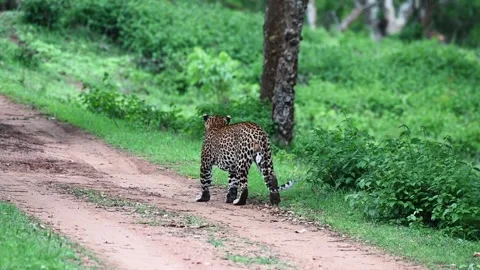 Leopard, casually walking out of the grass in Bandipur national park Stock Footage 279070209