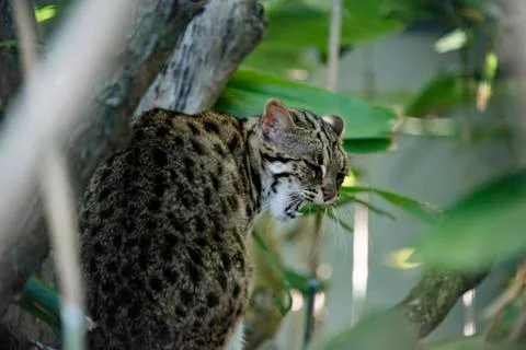 Leopard cat in captivity Stock Photos