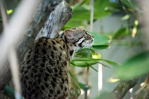 Leopard cat in captivity Stock Photos
