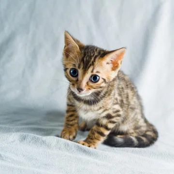 Leopard cat kitten Stock Photos