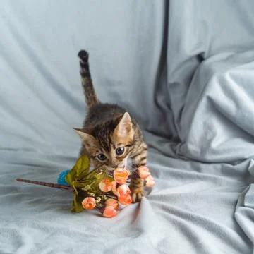 Leopard cat kitten Foto stock