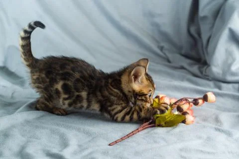 Leopard cat kitten Stock Photos