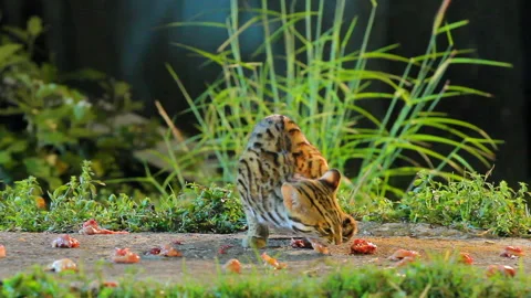 Leopard cat (Prionailurus bengalensis) hunter in the night in the nature Stock Footage 153781379