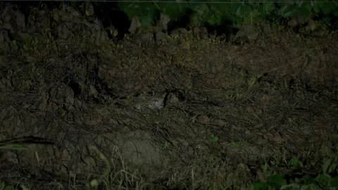 Leopard Cat Resting on Forest Slope at Night Video stock 322221879