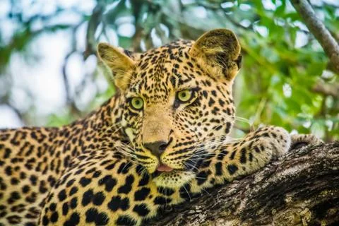 Leopard catch on Game Drive Stock Photos