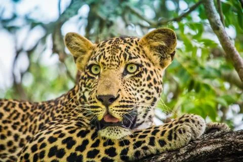 Leopard catch on Game Drive Stock Photos