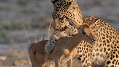 Leopard Catches and Kills Impala Lamb in Dramatic Action Shot Stock Footage 304443942