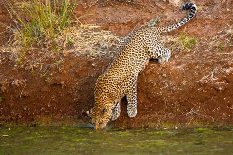 Leopard Catches Mouse in Pond Stock Photos