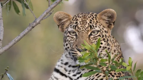 Leopard Catching Flies Stock Footage 146584290