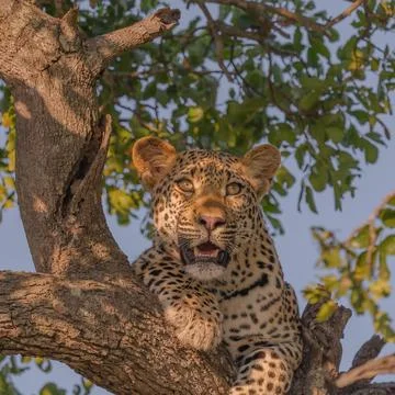 Leopard catching the sun Stock Photos