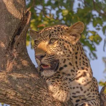 Leopard catching the sun Stock Photos